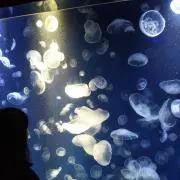 mizukiの画像