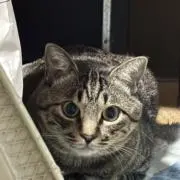 繁縷太郎の画像