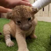 ゆず