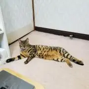 給食の鬼の画像
