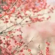 nap   プロフ必須の画像