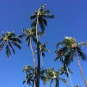 aloha☆r-loveの画像