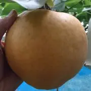 福岡の梨屋さん♪の画像