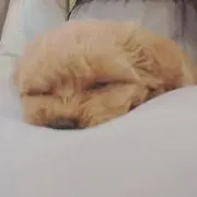 るなちの画像