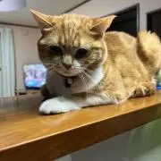 ケイ