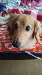 ガブの画像