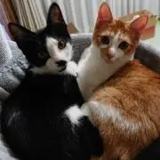 まる ♪猫2匹います♪の画像
