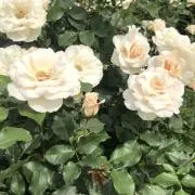 かおりの画像