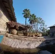 あり
