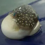おさかな