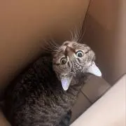しゃしゃしゃの画像