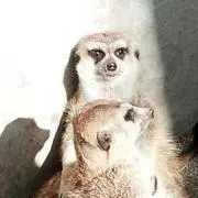 saitoの画像