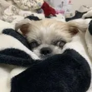 maaの画像