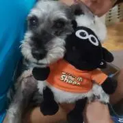 スコッティー