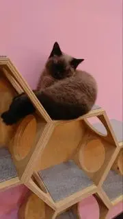 たかぶぅ