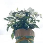 花の画像