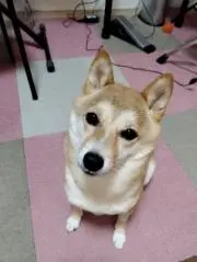 めいちゃんの画像