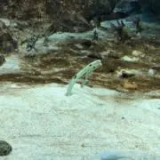 やまもりの画像