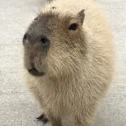 ひろの画像