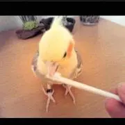 バボの画像