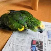 G.aの画像
