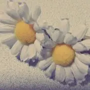 きっちょんの画像