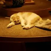 ねこと昼寝の画像