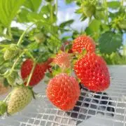 いちともゆとの画像