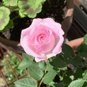 ジュリアン