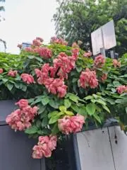 Flowerの画像