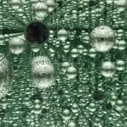 まりも