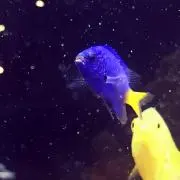 みいな