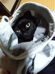 チギの画像