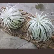 suuの画像