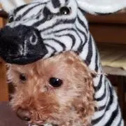 トニー