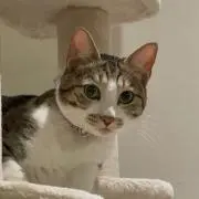 ねこのしもべの画像