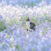 po*プロフ必読の画像