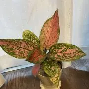 林檎の画像