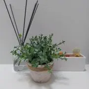 パルフェの画像