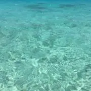 プルメリアの画像