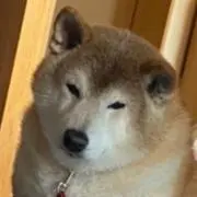 しばいぬ