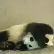 pandaaaaaaの画像