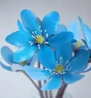 ネルルの画像