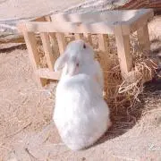 ねこうさぎの画像
