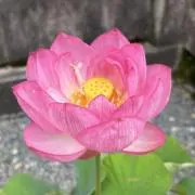 かおりんの画像
