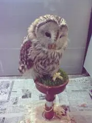 ふくろうの画像