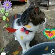 コロミー