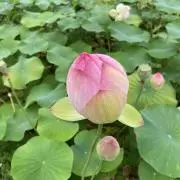 てりたまの画像