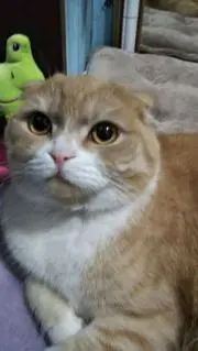 Image of がくちゃん