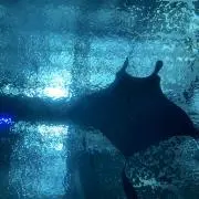 稲穂の画像